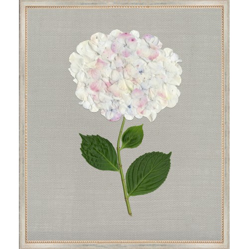 TLC- WHITE HYDRANGEA 6  20 X 24